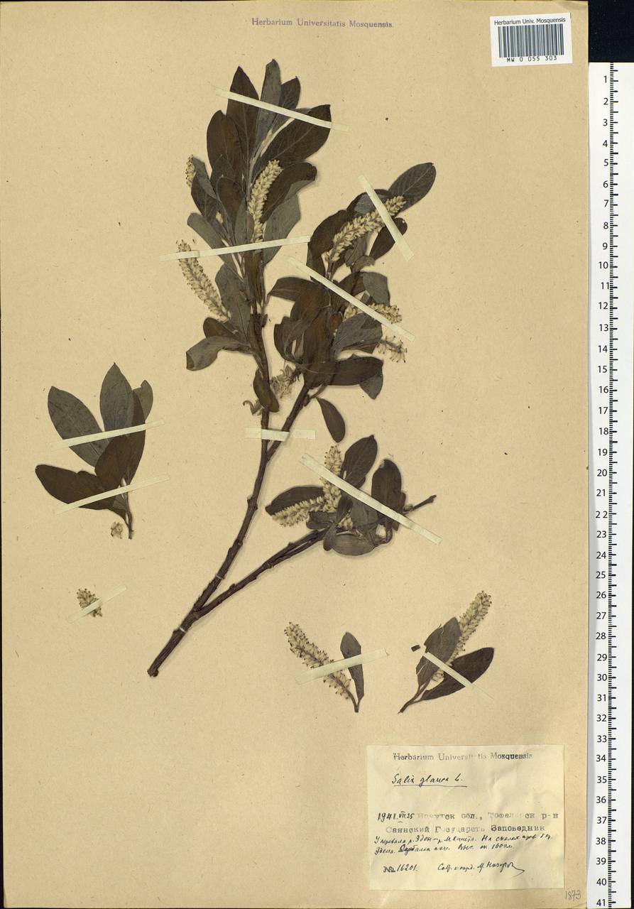 Salix glauca L., Siberia, Baikal & Transbaikal region (S4) (Russia)