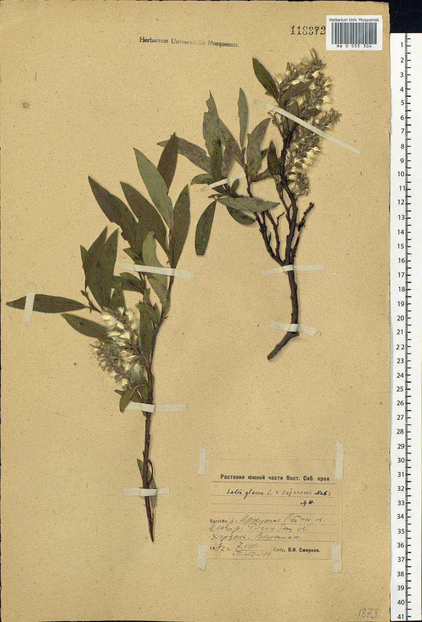Salix glauca L., Siberia, Baikal & Transbaikal region (S4) (Russia)