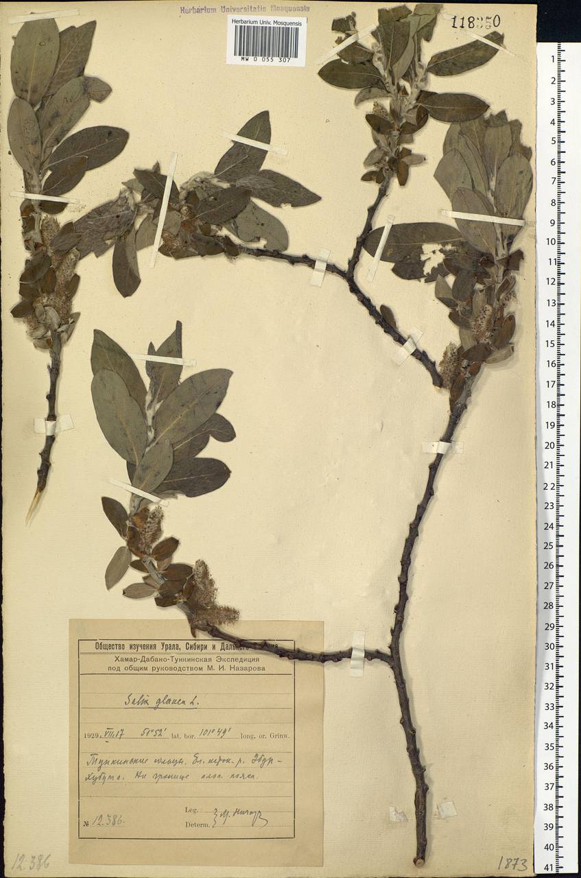 Salix glauca L., Siberia, Baikal & Transbaikal region (S4) (Russia)