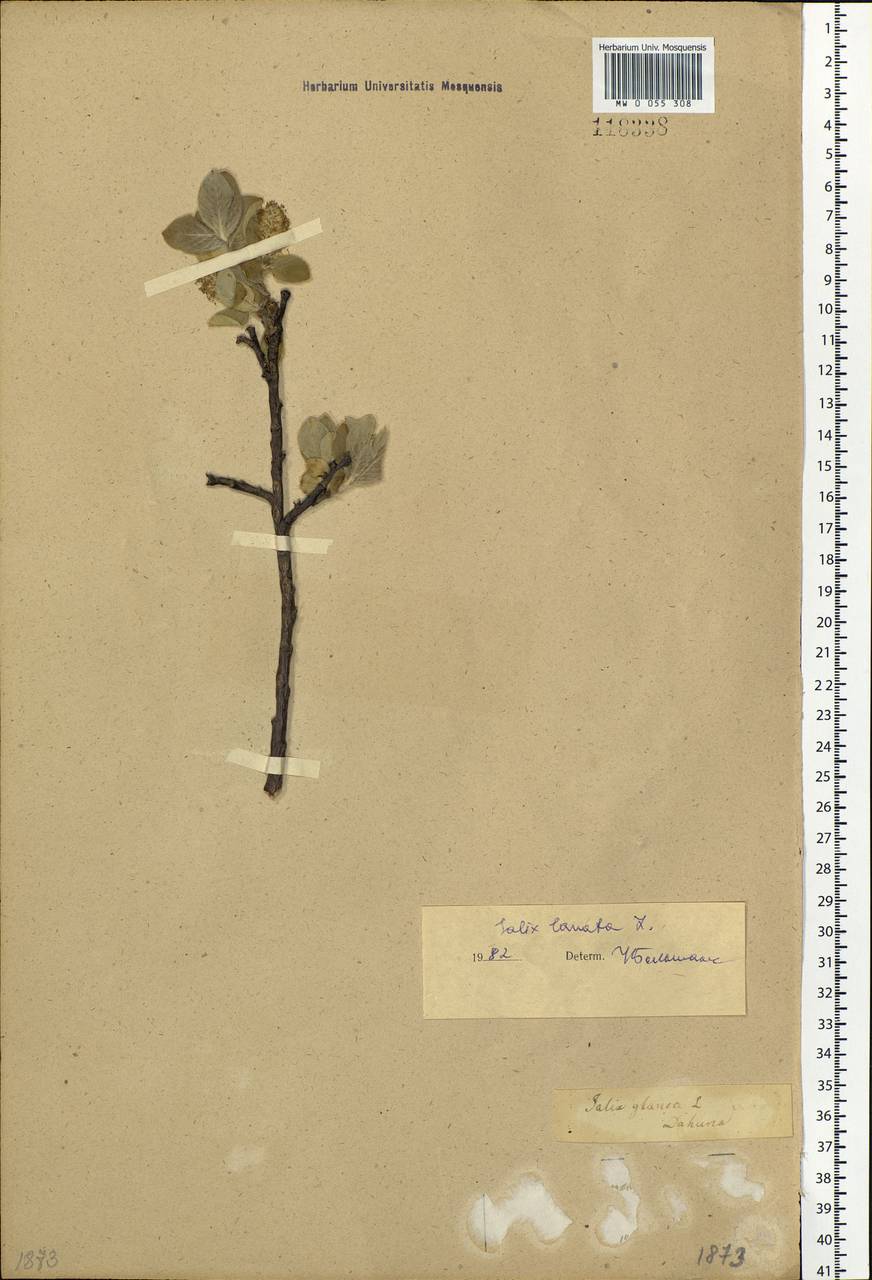 Salix glauca L., Siberia, Baikal & Transbaikal region (S4) (Russia)