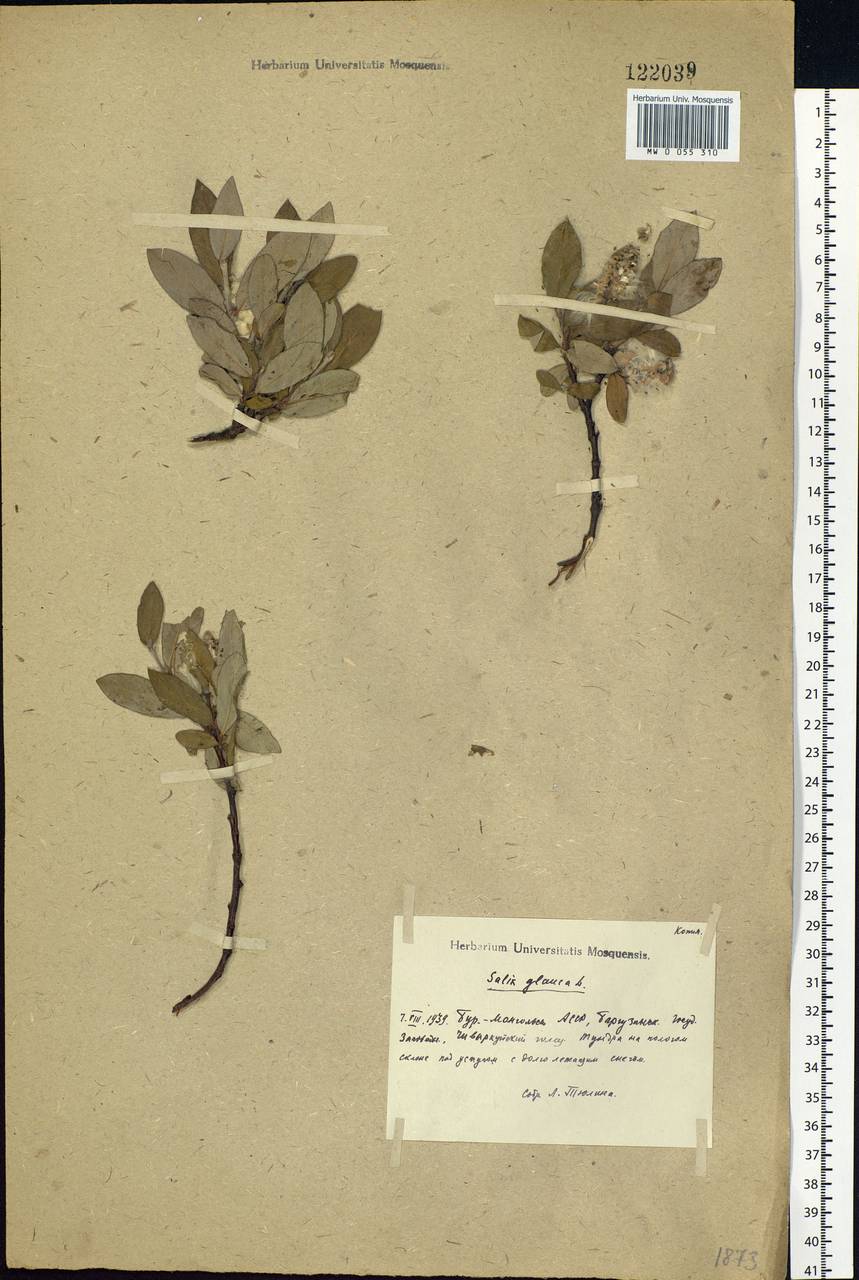 Salix glauca L., Siberia, Baikal & Transbaikal region (S4) (Russia)