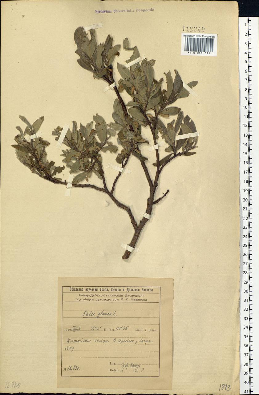 Salix glauca L., Siberia, Baikal & Transbaikal region (S4) (Russia)