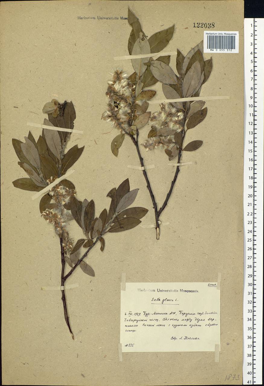 Salix glauca L., Siberia, Baikal & Transbaikal region (S4) (Russia)