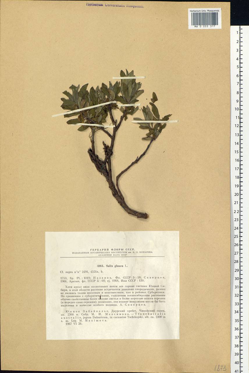 Salix glauca L., Siberia, Baikal & Transbaikal region (S4) (Russia)