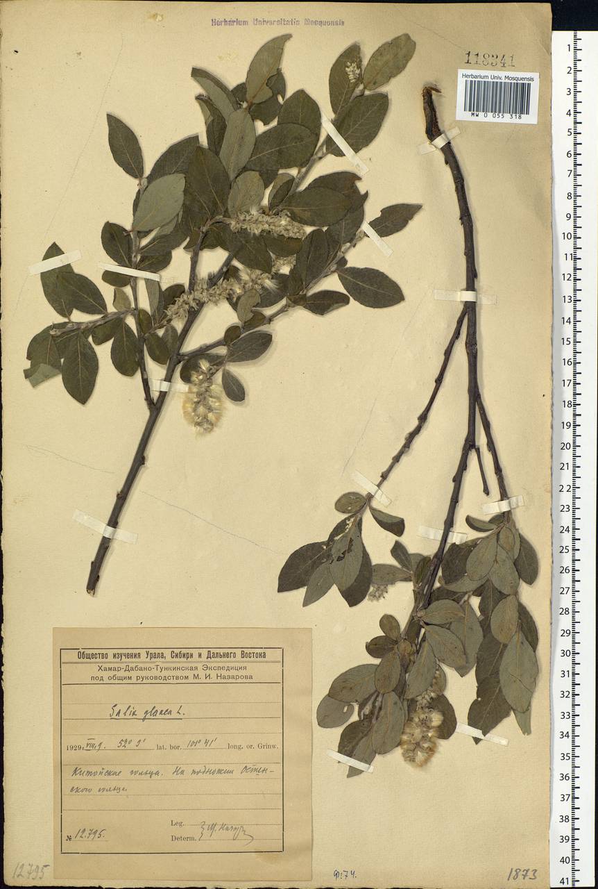 Salix glauca L., Siberia, Baikal & Transbaikal region (S4) (Russia)