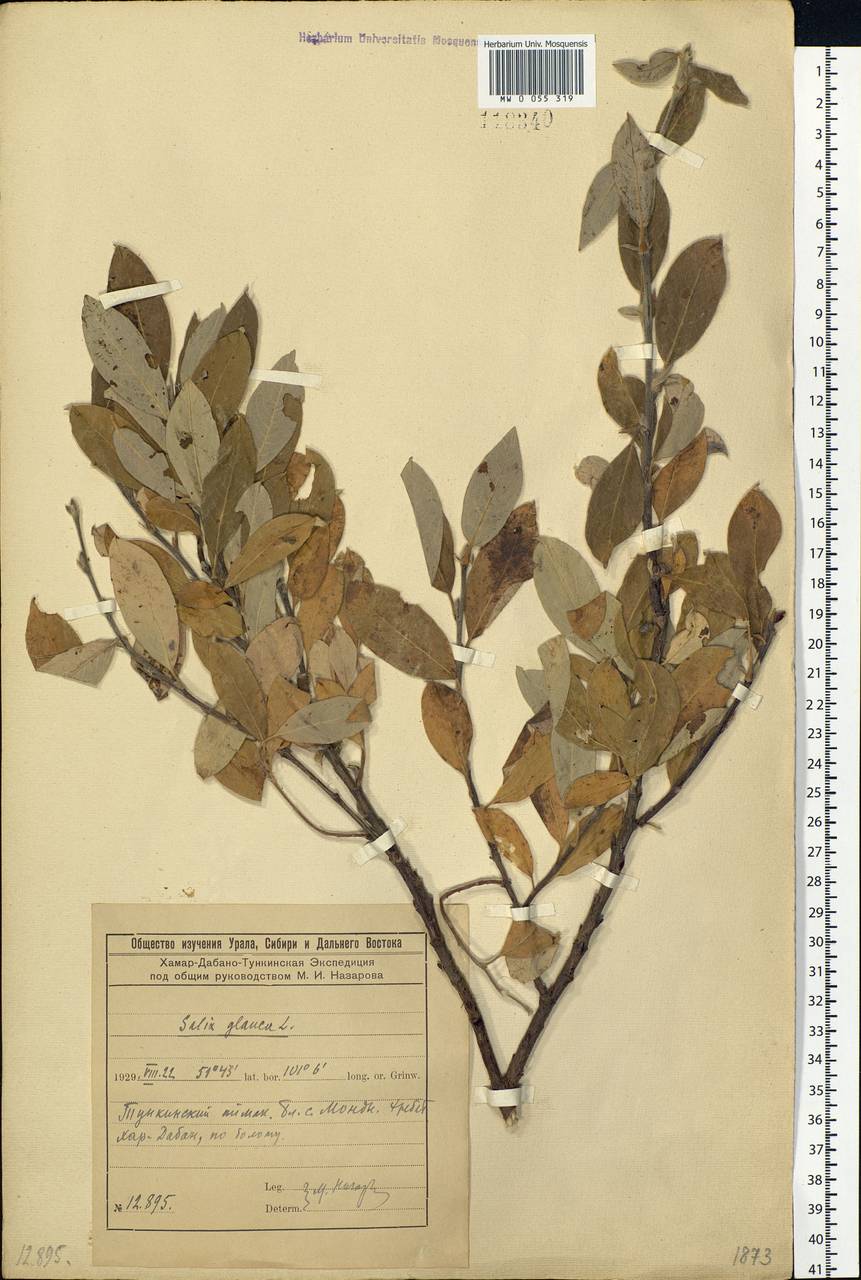 Salix glauca L., Siberia, Baikal & Transbaikal region (S4) (Russia)
