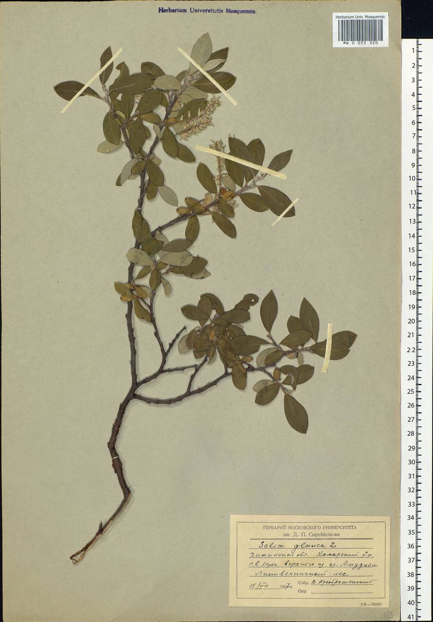 Salix glauca L., Siberia, Baikal & Transbaikal region (S4) (Russia)
