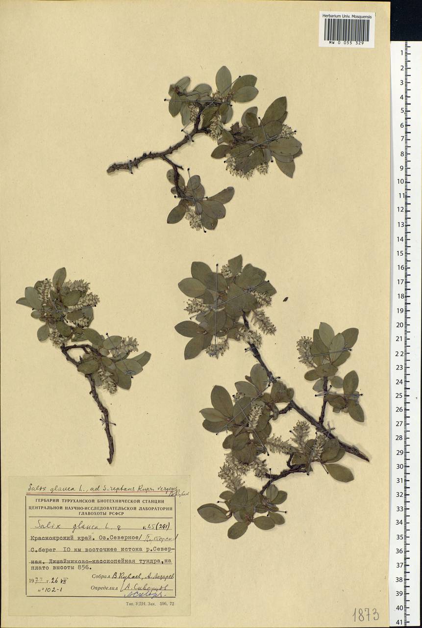 Salix glauca L., Siberia, Central Siberia (S3) (Russia)