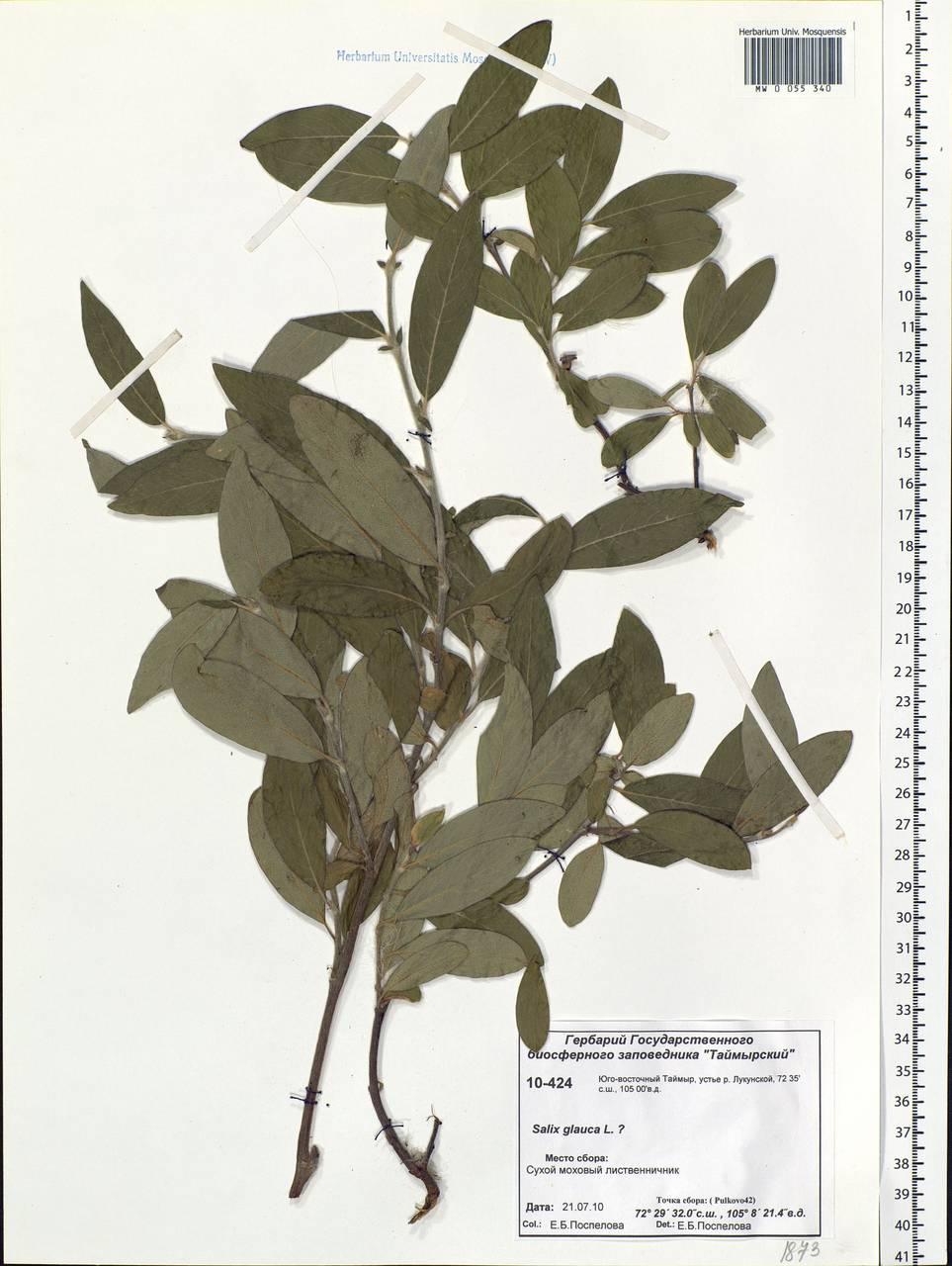 Salix glauca L., Siberia, Central Siberia (S3) (Russia)
