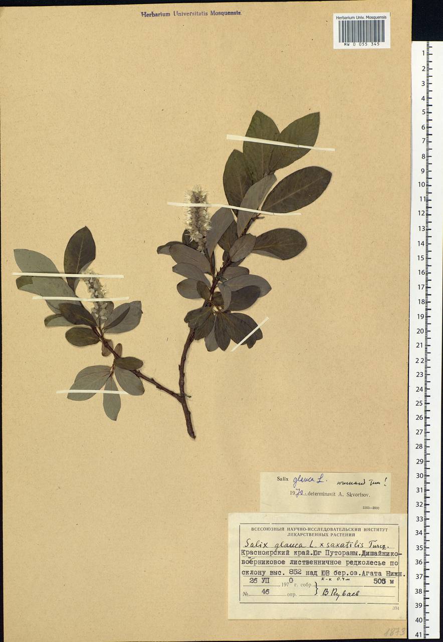 Salix glauca L., Siberia, Central Siberia (S3) (Russia)