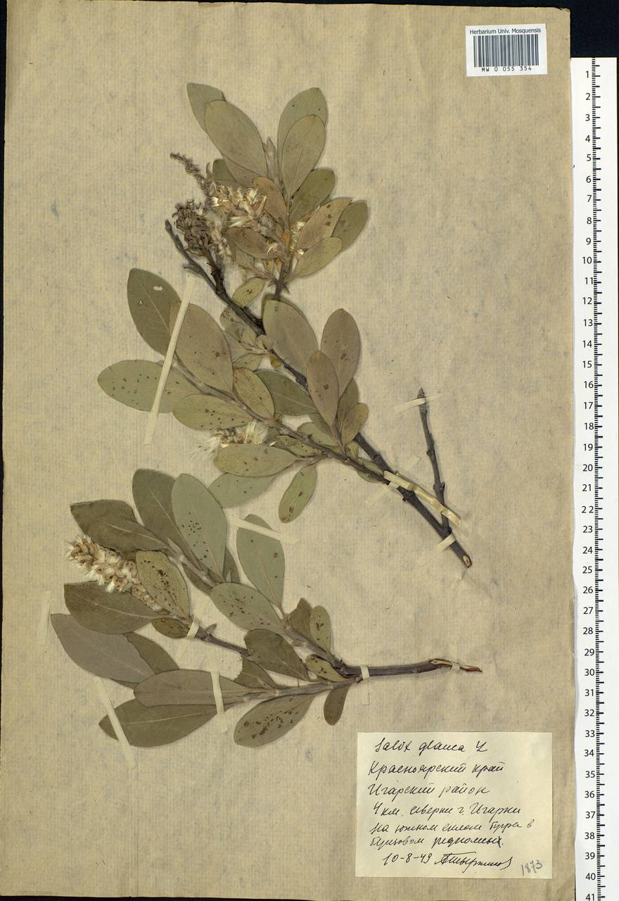 Salix glauca L., Siberia, Central Siberia (S3) (Russia)