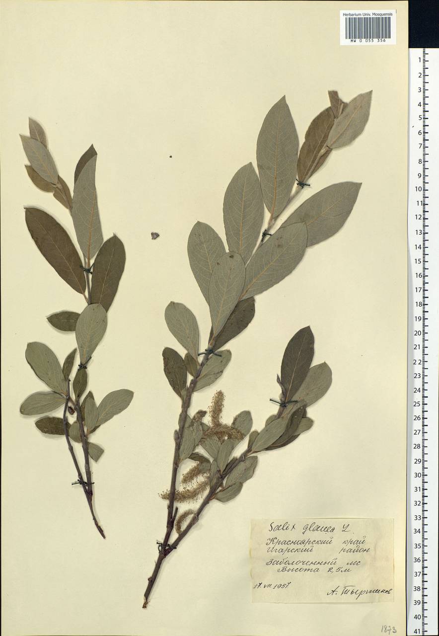 Salix glauca L., Siberia, Central Siberia (S3) (Russia)