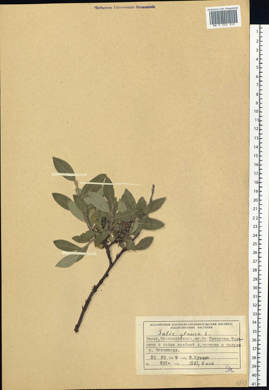 Salix glauca L., Siberia, Central Siberia (S3) (Russia)