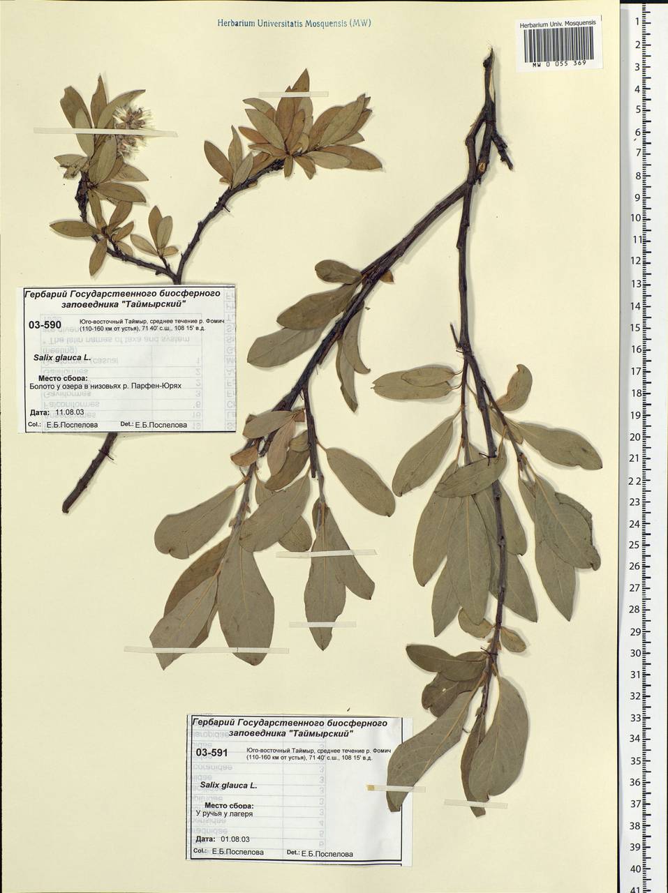Salix glauca L., Siberia, Central Siberia (S3) (Russia)