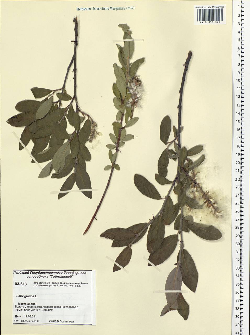 Salix glauca L., Siberia, Central Siberia (S3) (Russia)