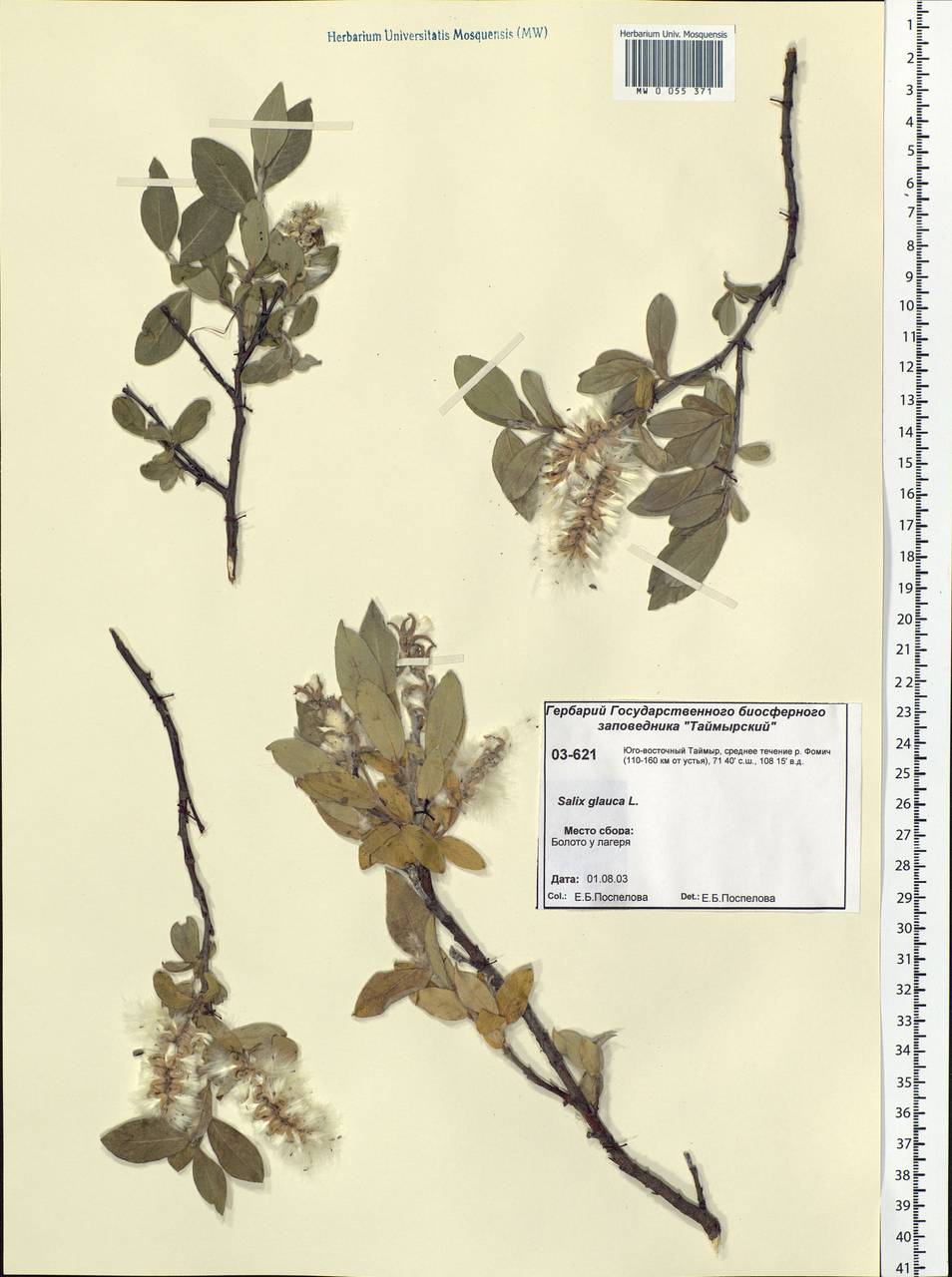 Salix glauca L., Siberia, Central Siberia (S3) (Russia)