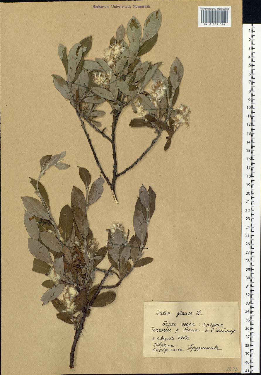 Salix glauca L., Siberia, Central Siberia (S3) (Russia)