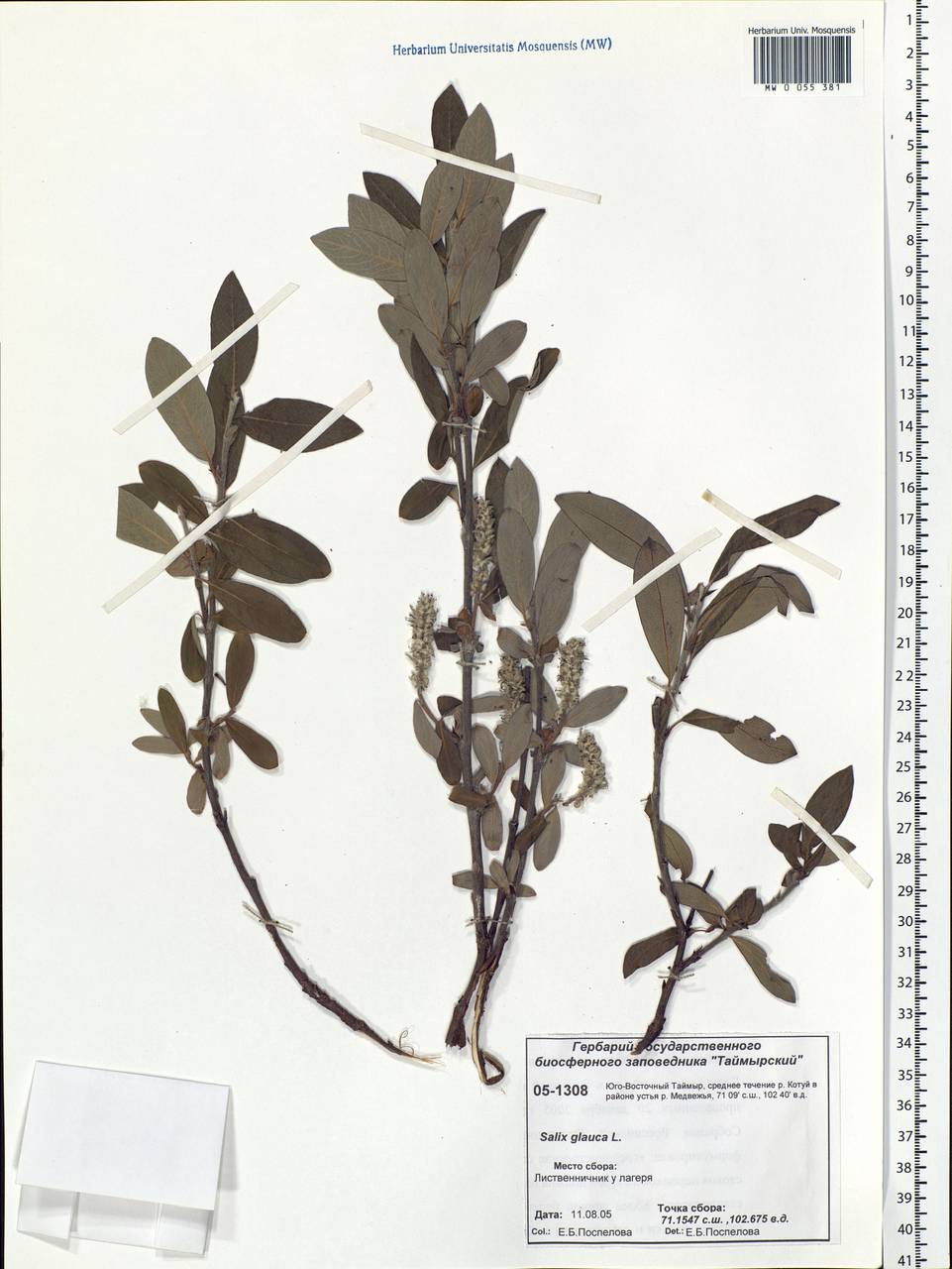 Salix glauca L., Siberia, Central Siberia (S3) (Russia)