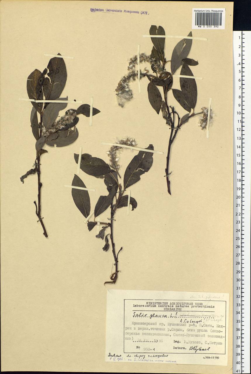 Salix glauca L., Siberia, Altai & Sayany Mountains (S2) (Russia)