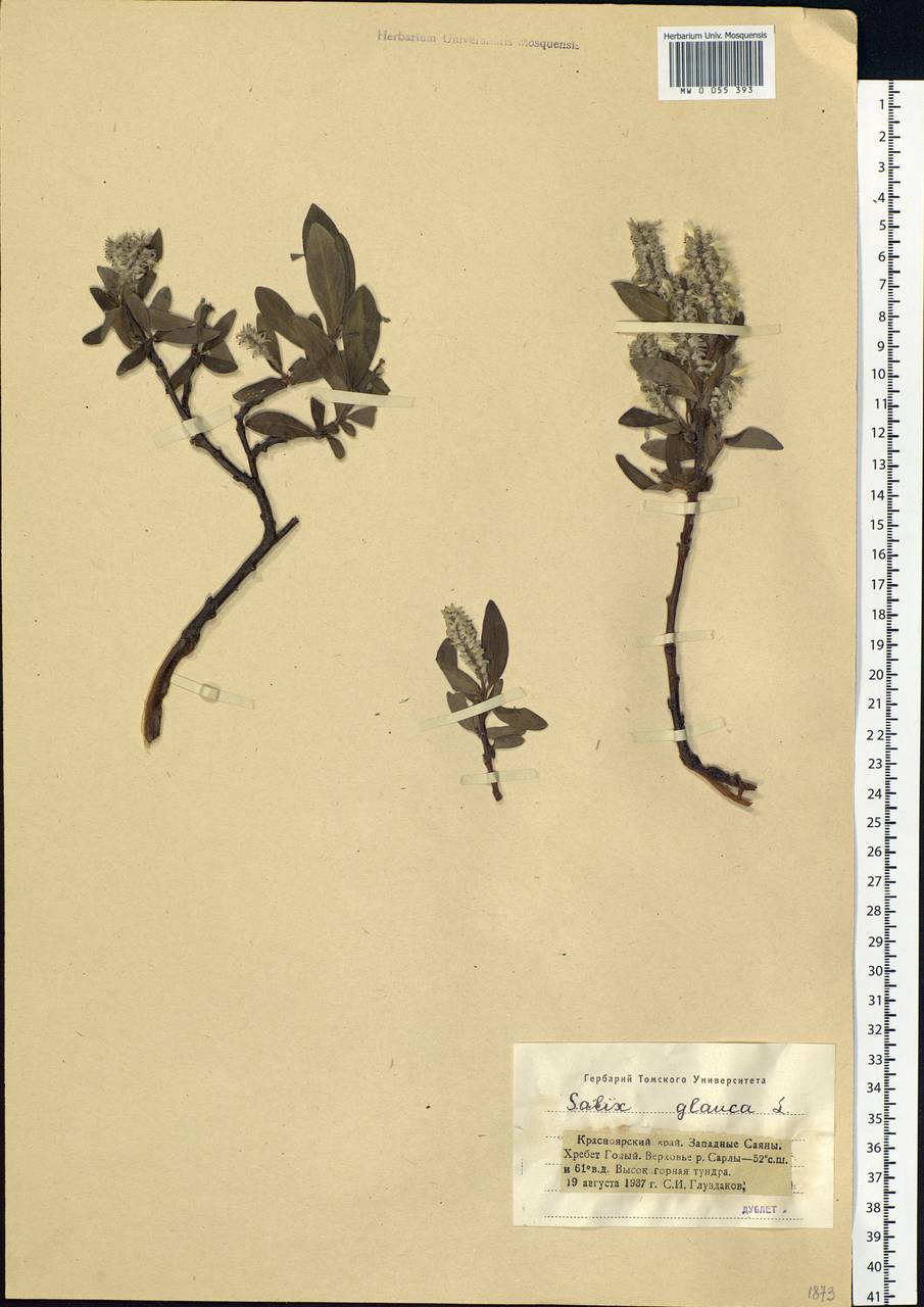 Salix glauca L., Siberia, Altai & Sayany Mountains (S2) (Russia)