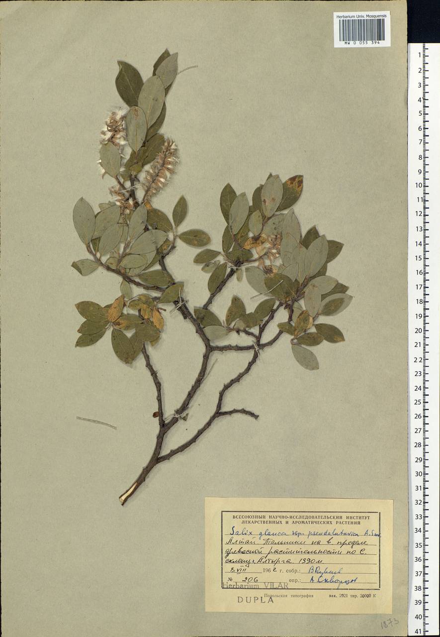 Salix glauca L., Siberia, Altai & Sayany Mountains (S2) (Russia)