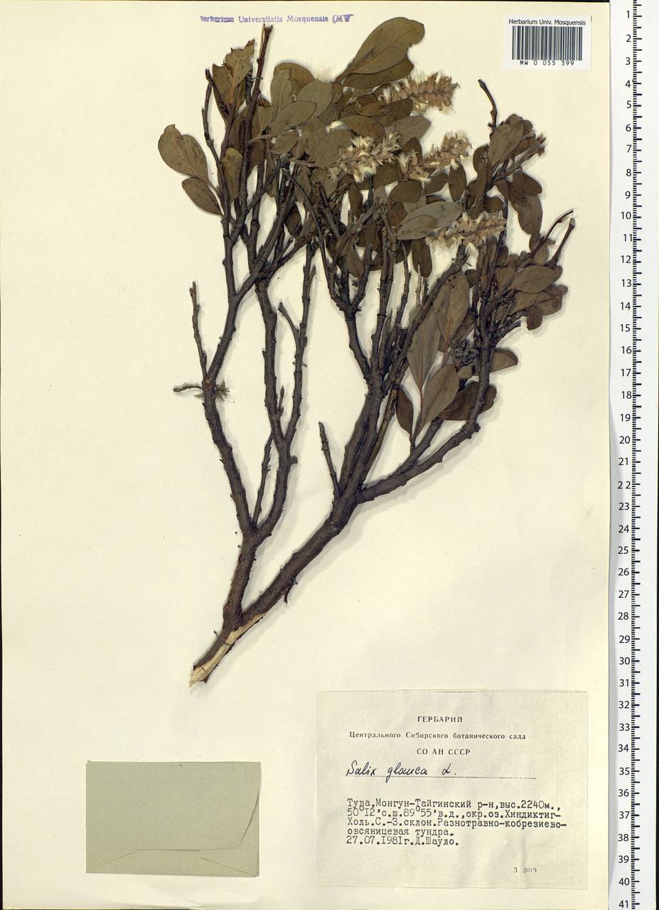 Salix glauca L., Siberia, Altai & Sayany Mountains (S2) (Russia)