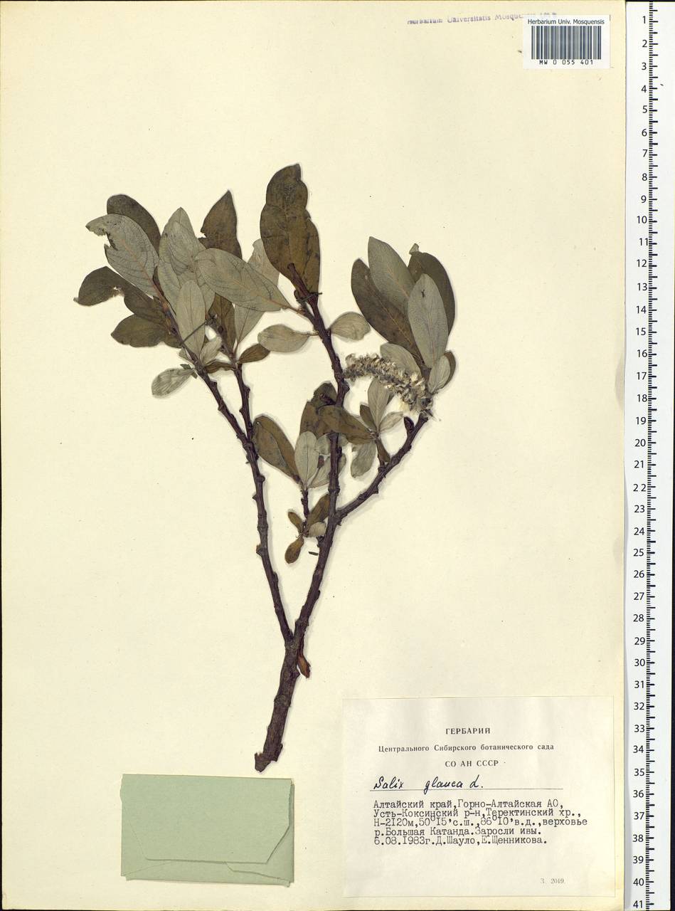 Salix glauca L., Siberia, Altai & Sayany Mountains (S2) (Russia)