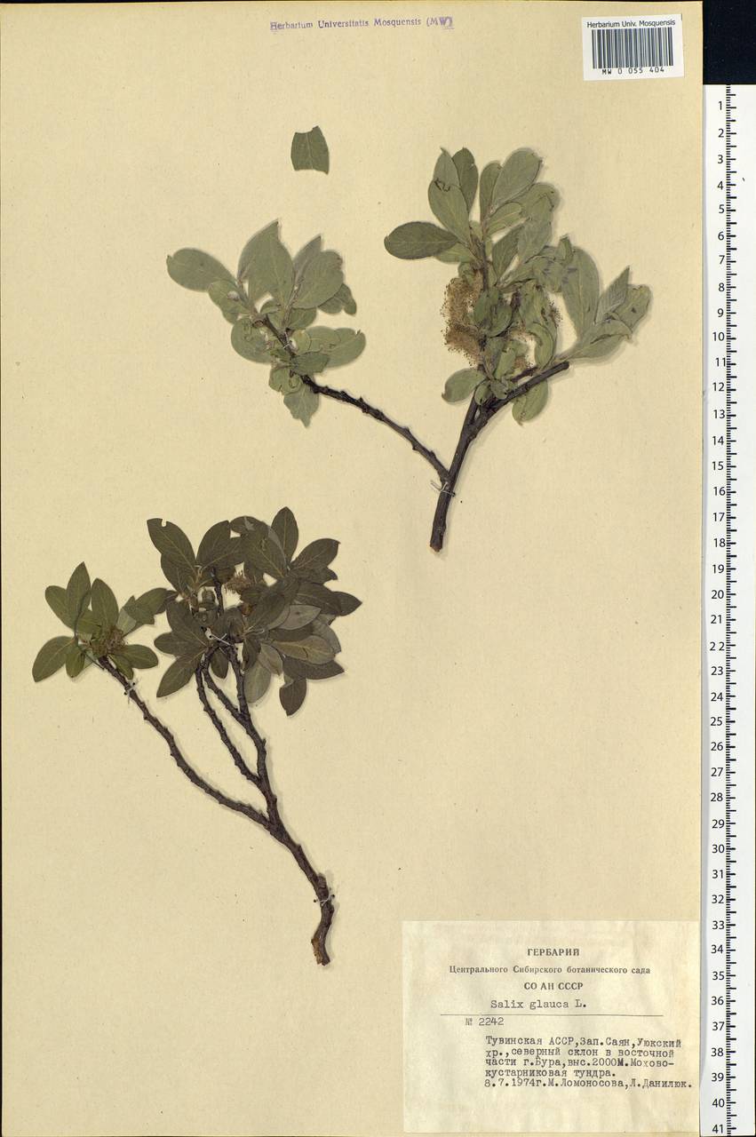 Salix glauca L., Siberia, Altai & Sayany Mountains (S2) (Russia)