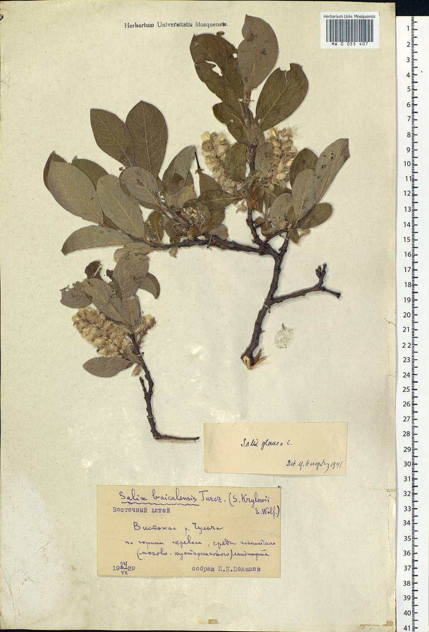 Salix glauca L., Siberia, Altai & Sayany Mountains (S2) (Russia)