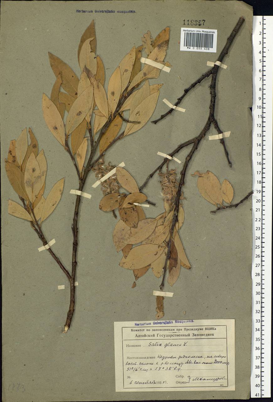 Salix glauca L., Siberia, Altai & Sayany Mountains (S2) (Russia)