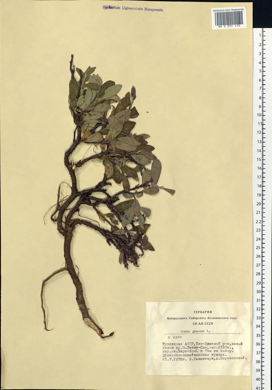 Salix glauca L., Siberia, Altai & Sayany Mountains (S2) (Russia)