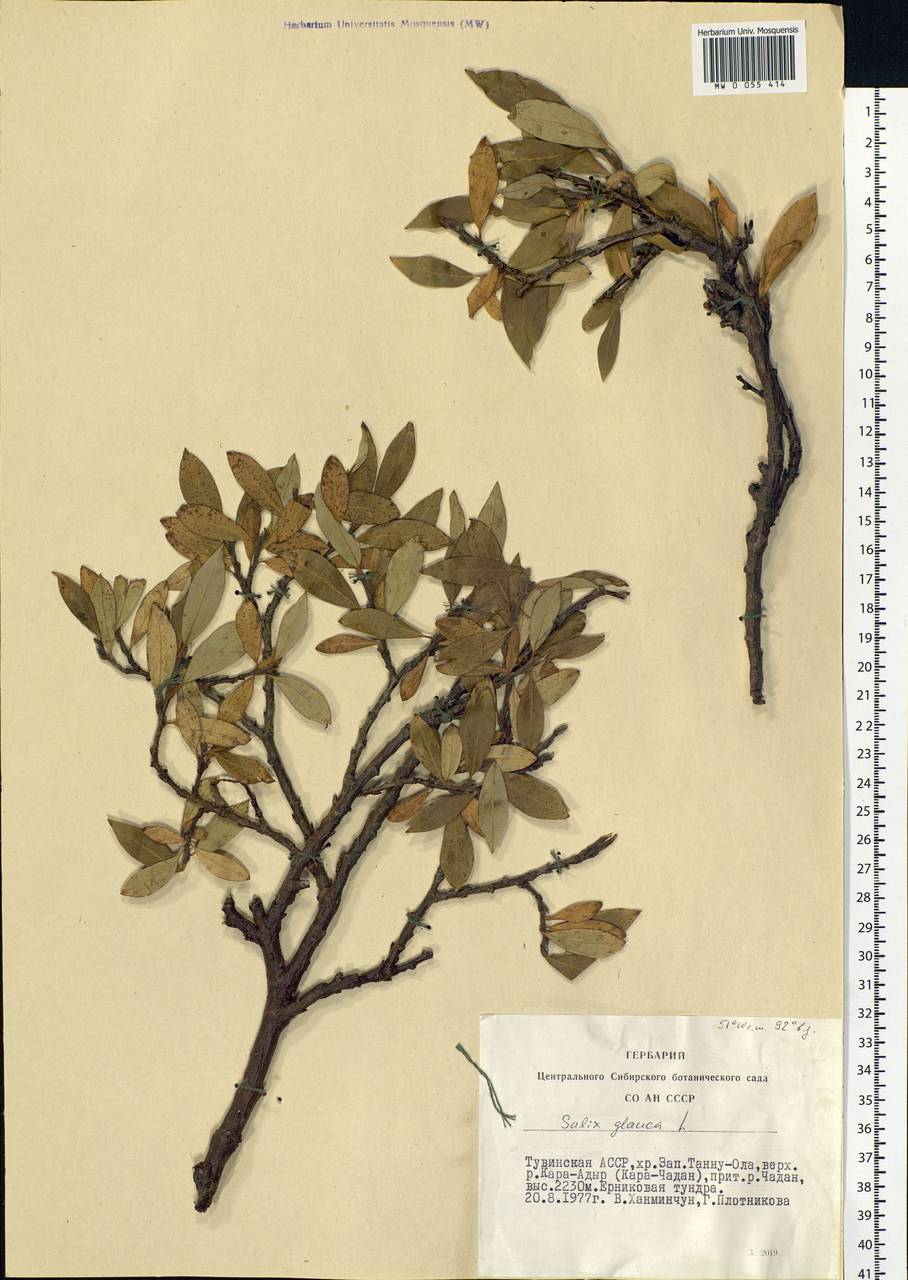 Salix glauca L., Siberia, Altai & Sayany Mountains (S2) (Russia)