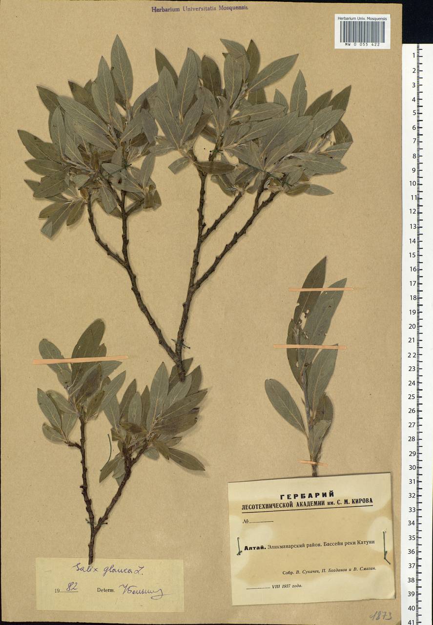 Salix glauca L., Siberia, Altai & Sayany Mountains (S2) (Russia)