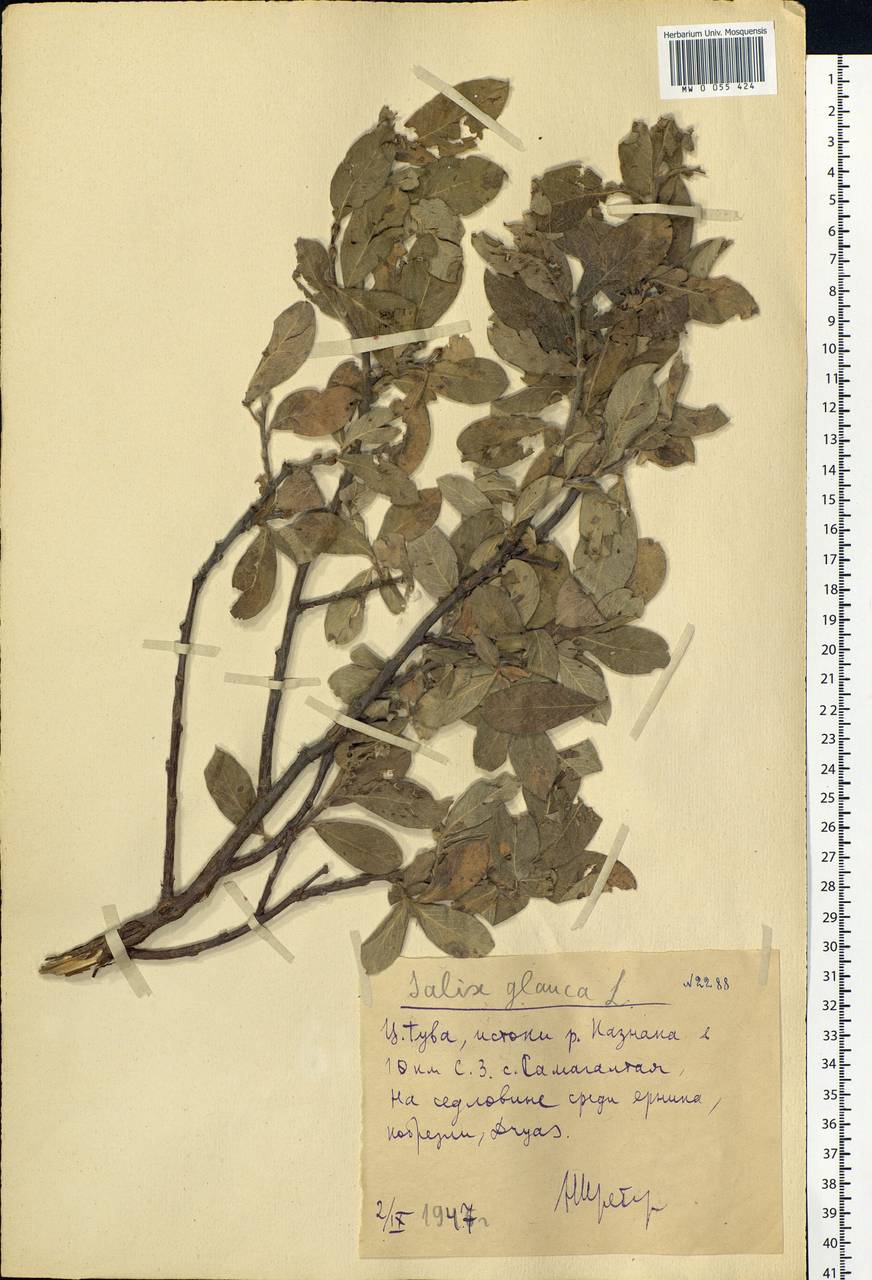 Salix glauca L., Siberia, Altai & Sayany Mountains (S2) (Russia)