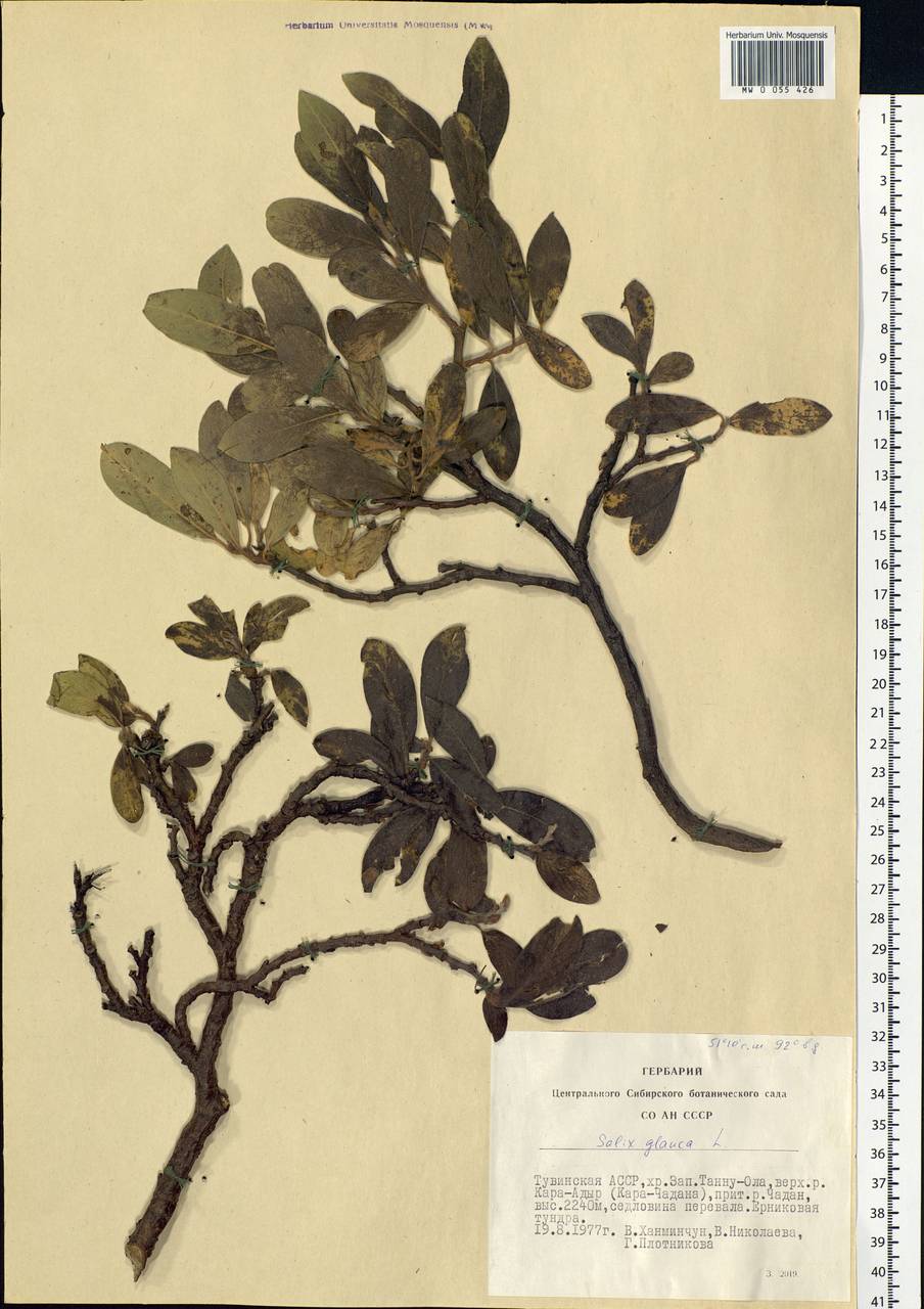 Salix glauca L., Siberia, Altai & Sayany Mountains (S2) (Russia)