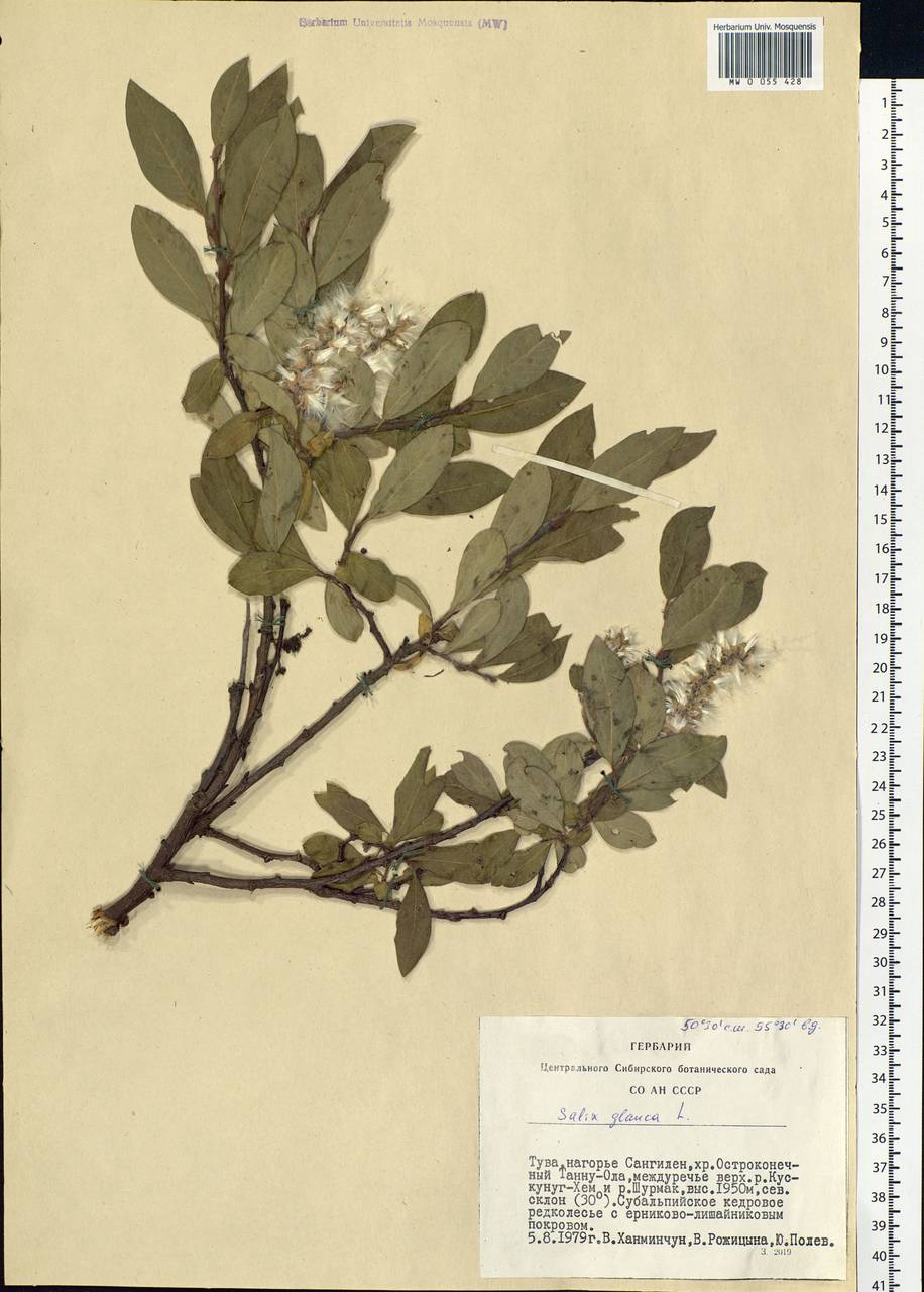 Salix glauca L., Siberia, Altai & Sayany Mountains (S2) (Russia)