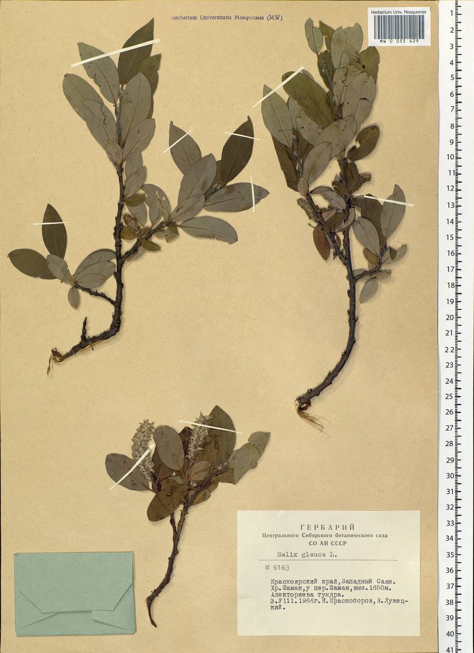 Salix glauca L., Siberia, Altai & Sayany Mountains (S2) (Russia)