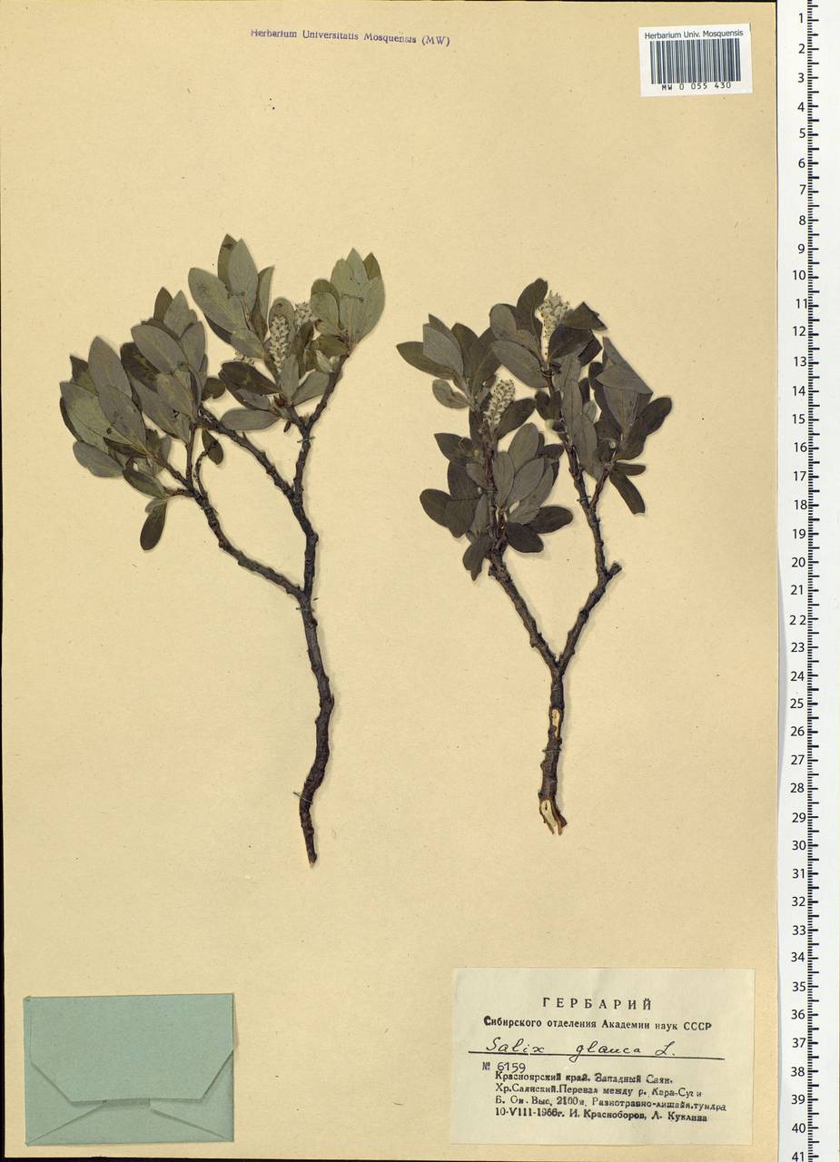 Salix glauca L., Siberia, Altai & Sayany Mountains (S2) (Russia)