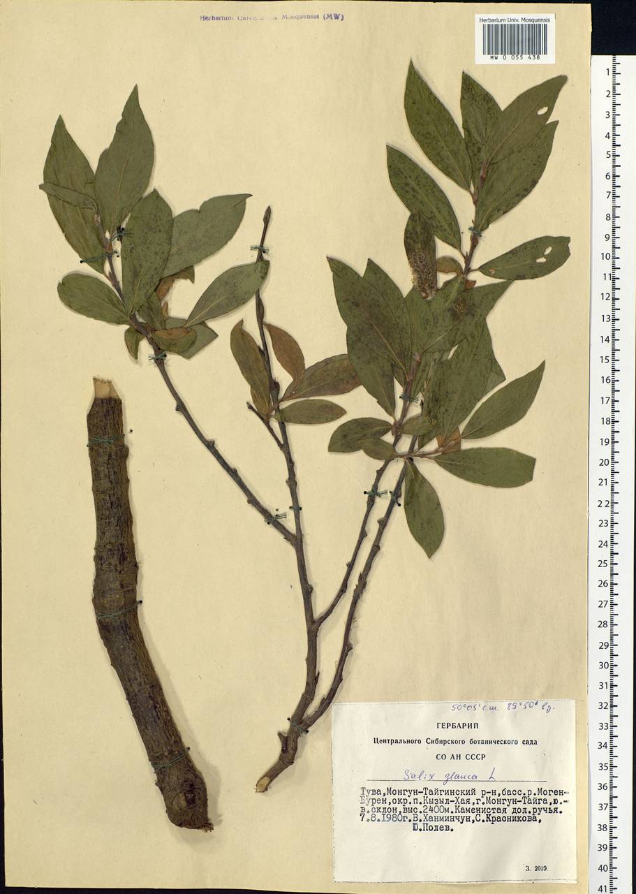 Salix glauca L., Siberia, Altai & Sayany Mountains (S2) (Russia)