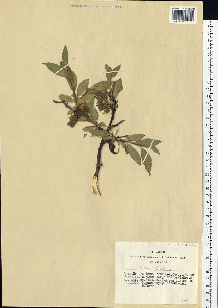 Salix glauca L., Siberia, Altai & Sayany Mountains (S2) (Russia)