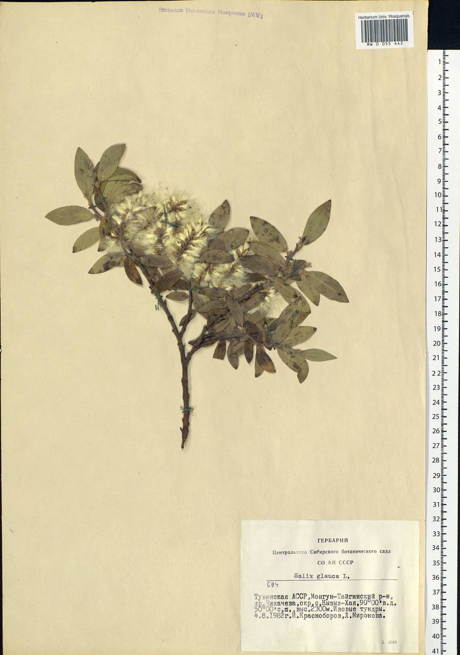 Salix glauca L., Siberia, Altai & Sayany Mountains (S2) (Russia)