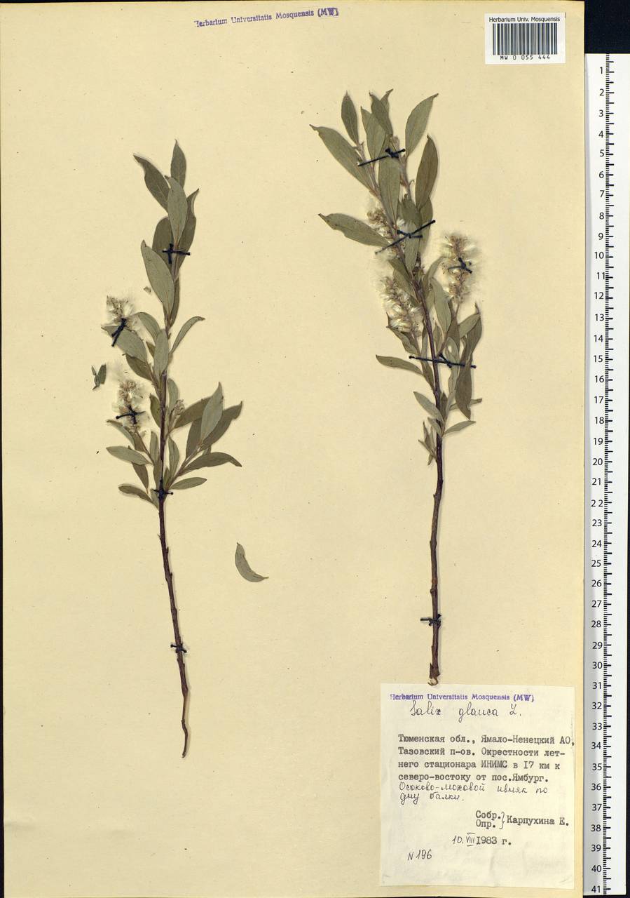 Salix glauca L., Siberia, Western Siberia (S1) (Russia)