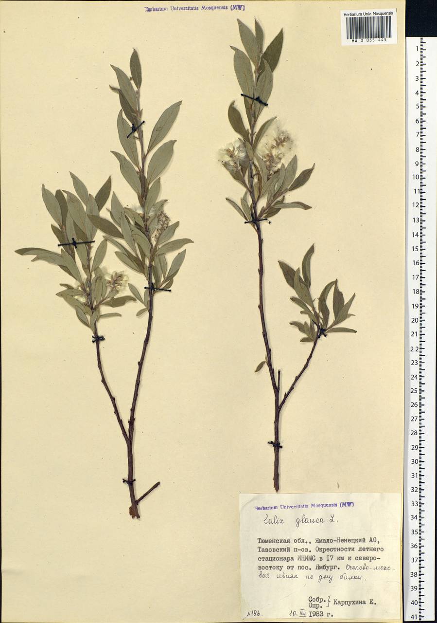 Salix glauca L., Siberia, Western Siberia (S1) (Russia)