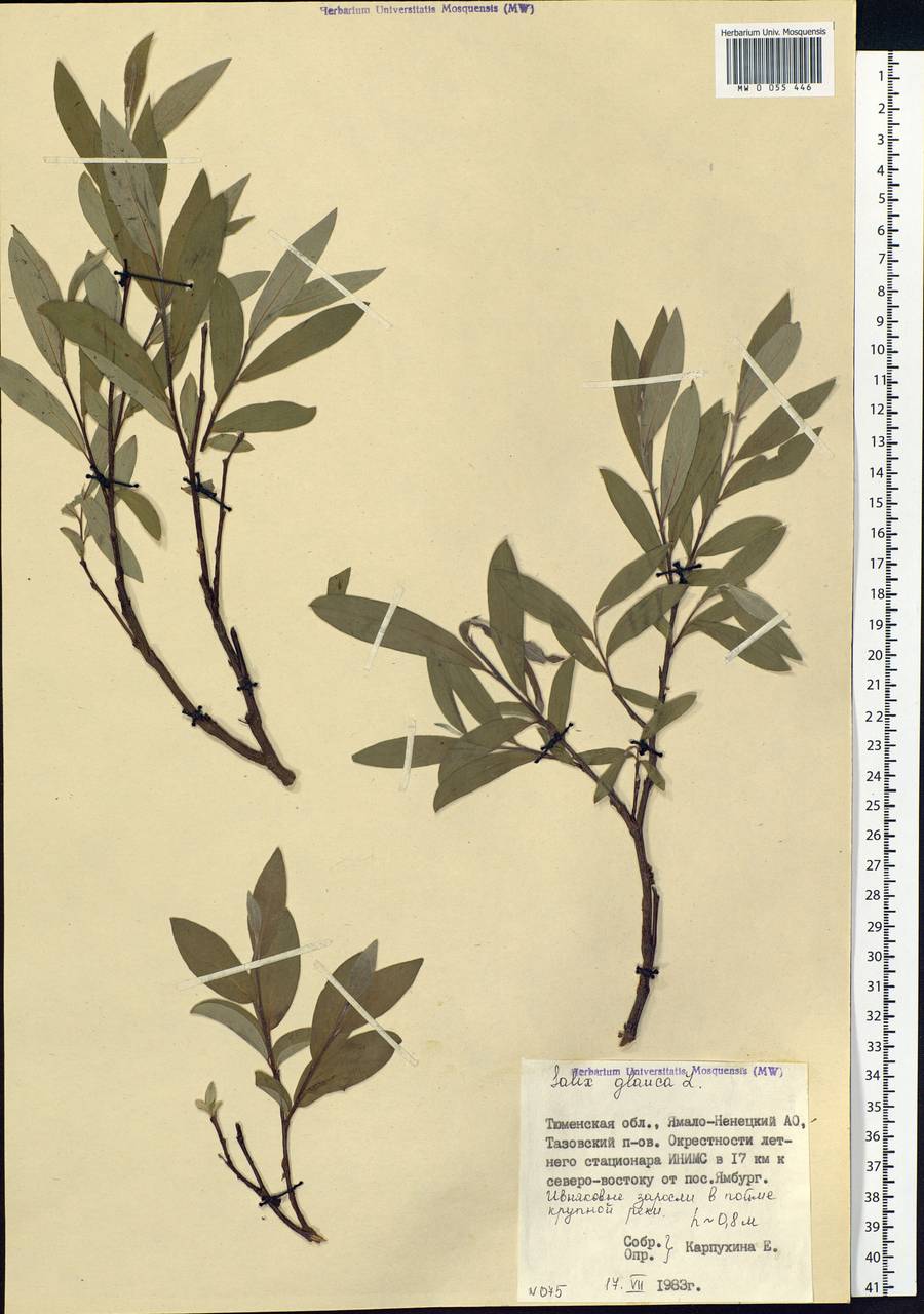 Salix glauca L., Siberia, Western Siberia (S1) (Russia)