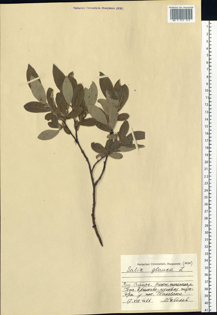 Salix glauca L., Siberia, Western Siberia (S1) (Russia)