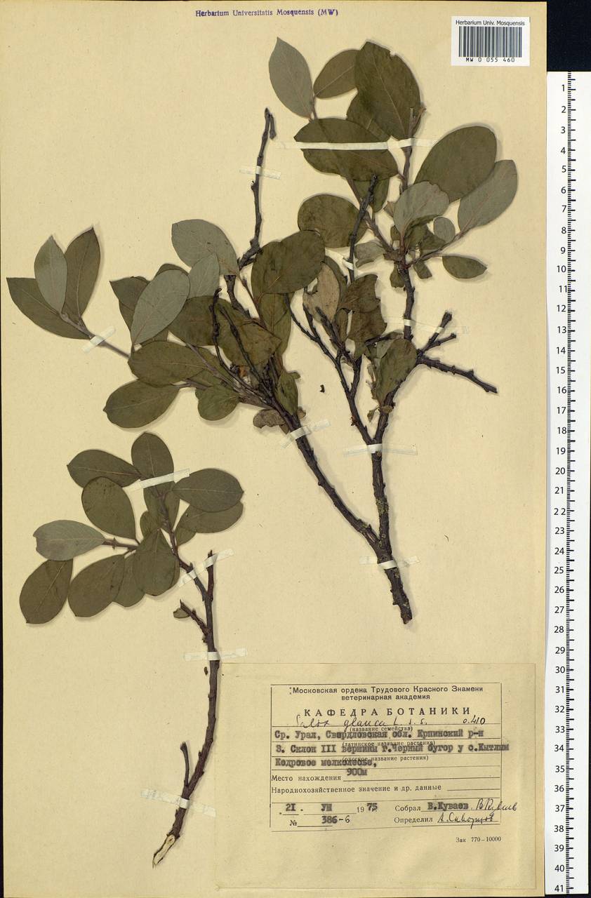 Salix glauca L., Eastern Europe, Eastern region (E10) (Russia)