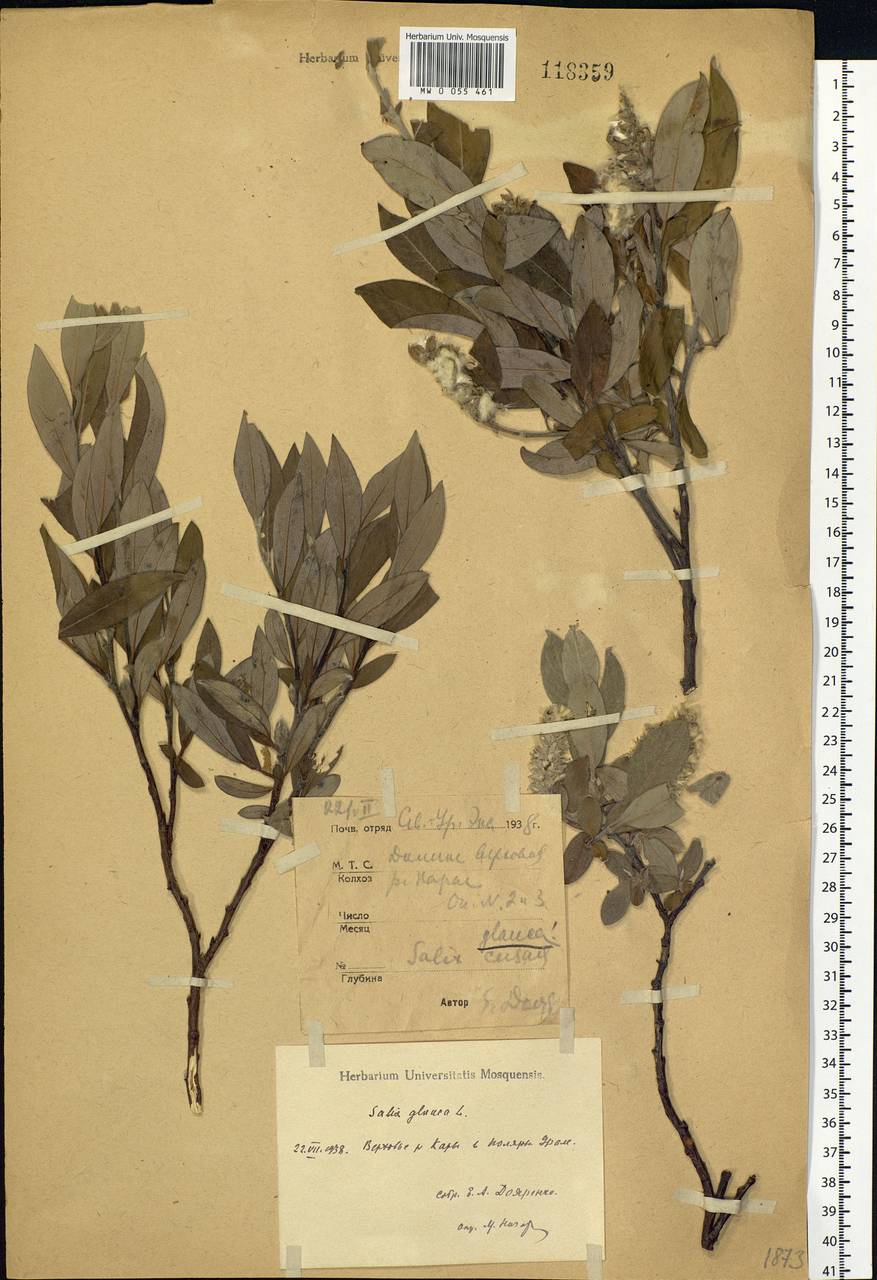 Salix glauca L., Siberia, Western Siberia (S1) (Russia)