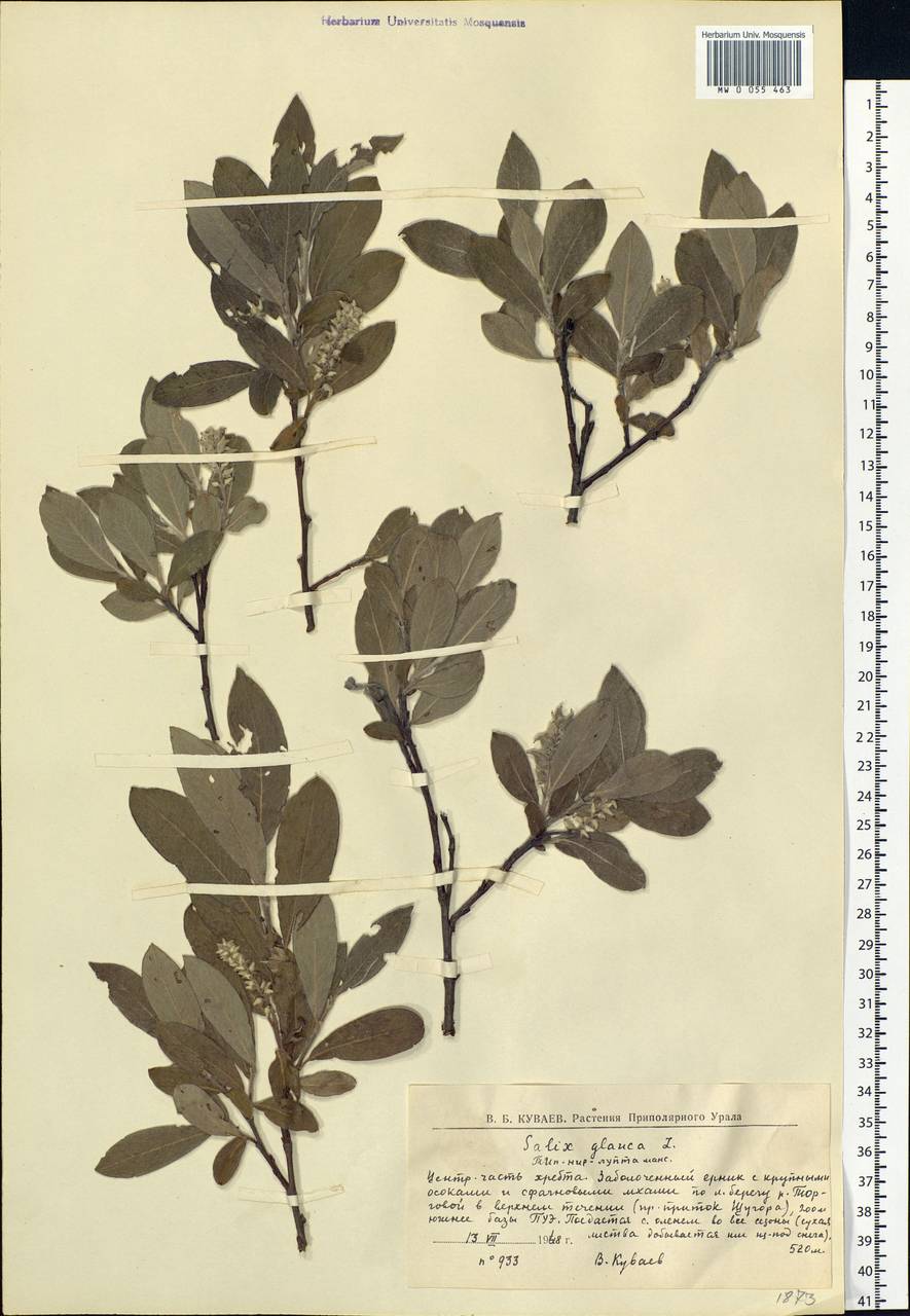 Salix glauca L., Eastern Europe, Northern region (E1) (Russia)