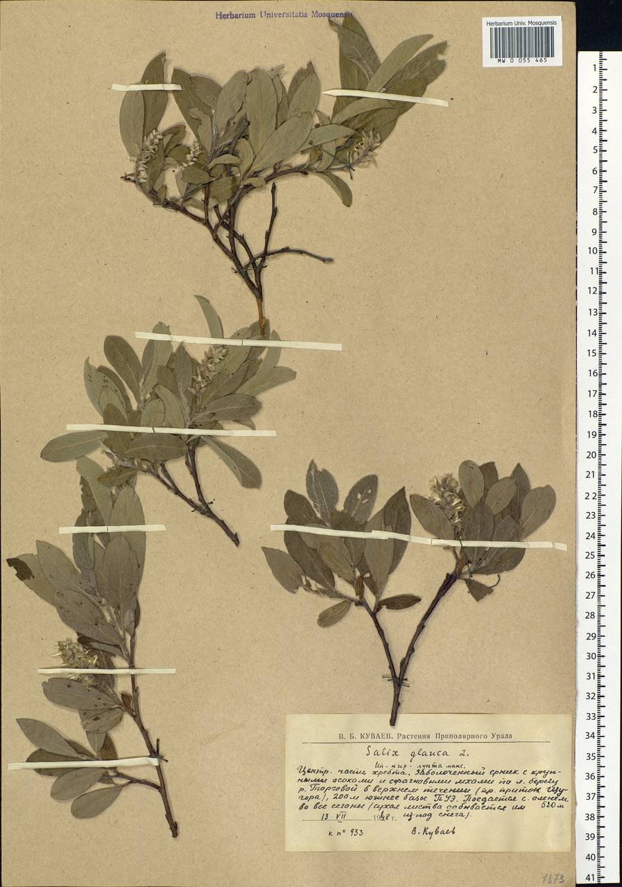 Salix glauca L., Eastern Europe, Northern region (E1) (Russia)