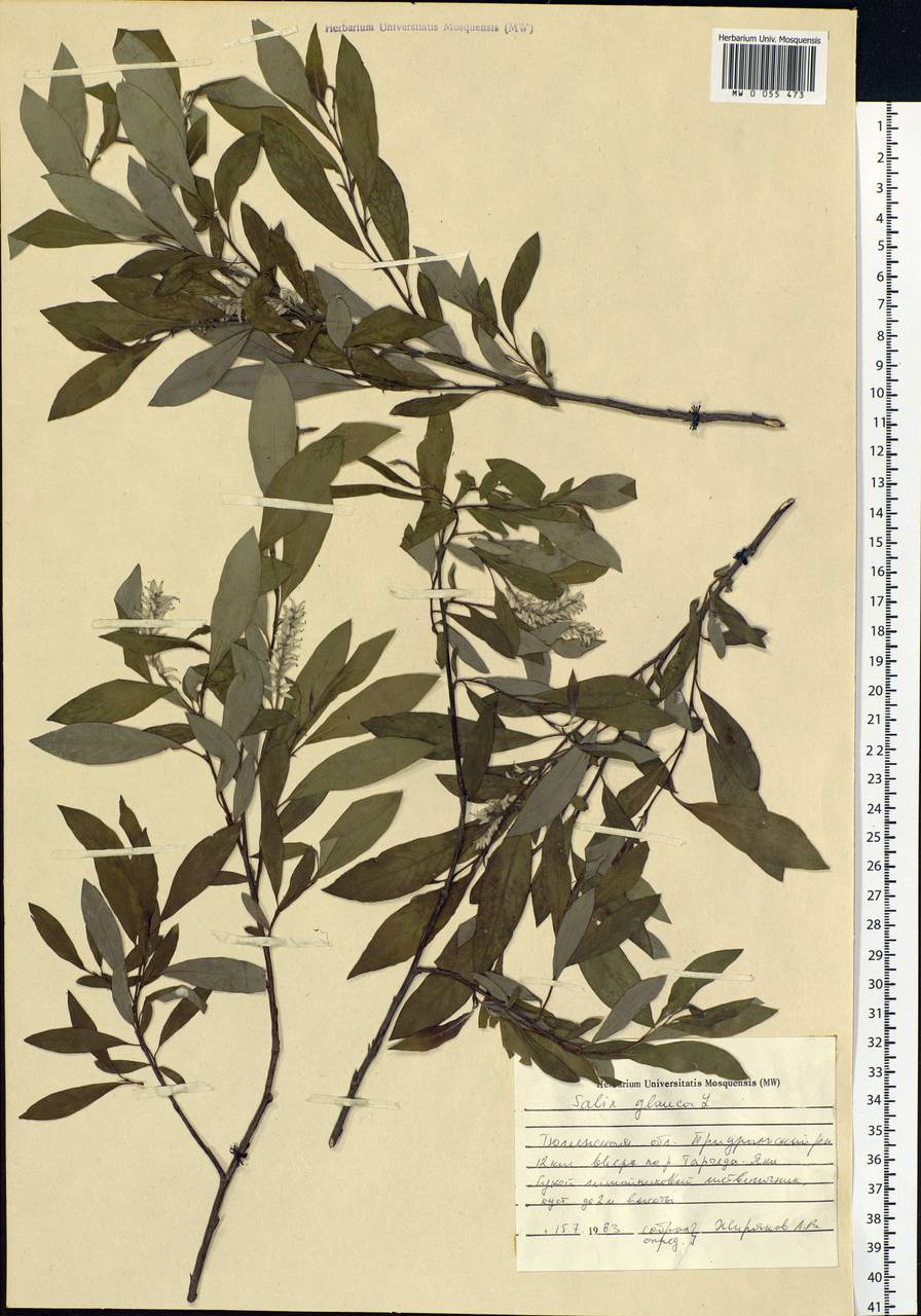 Salix glauca L., Siberia, Western Siberia (S1) (Russia)